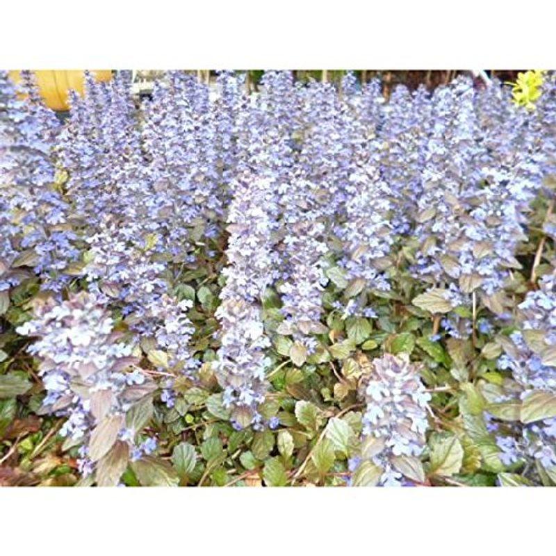 224本セットアジュガ 9cmポット あじゅが 苗 植木 苗木 グランドカバー 下草 寄せ植え 低木