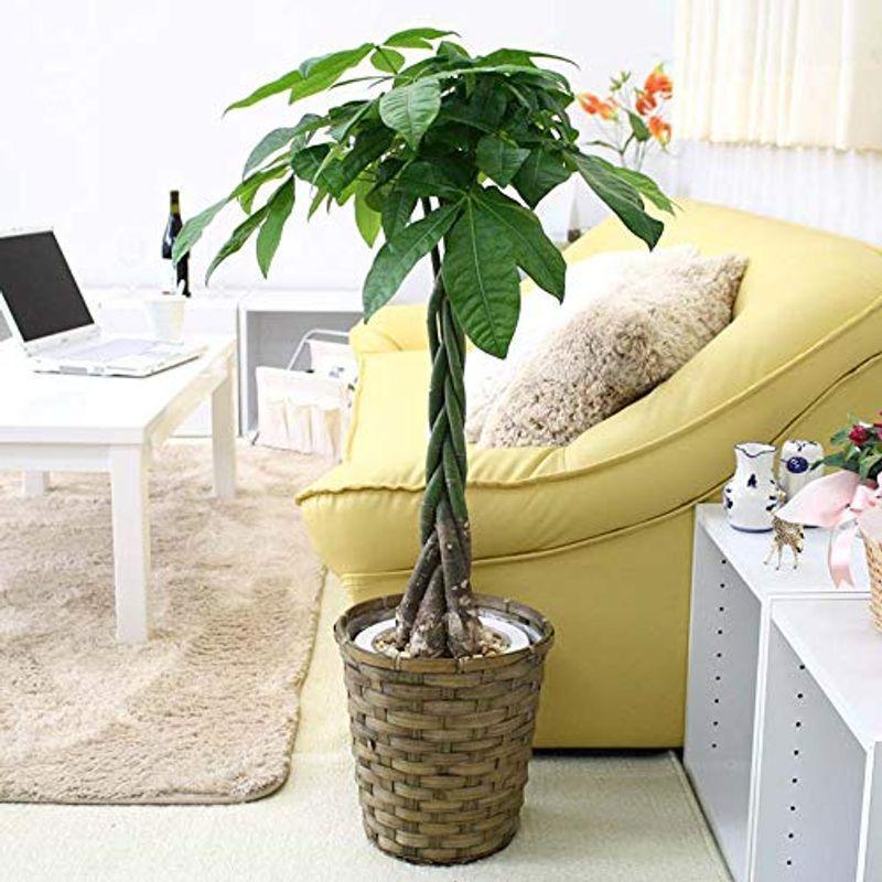 税込み価格 ブルーミングスケープ パキラ 7号 バスケット鉢カバー 中型サイズの観葉植物 日本直営店 Ssl Daikyogo Or Jp