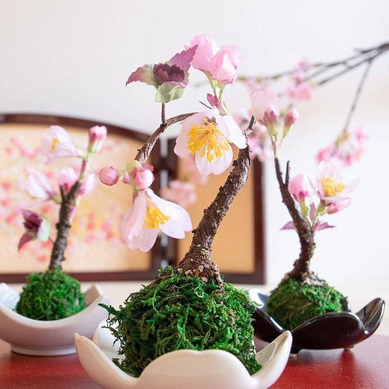 割引購入 苔玉 桜 豪華二本立て 旭山桜 の二本植え苔玉 楕円白粉引器セット 贈り物 桜満開 さくら サクラ こけだま コケダマ