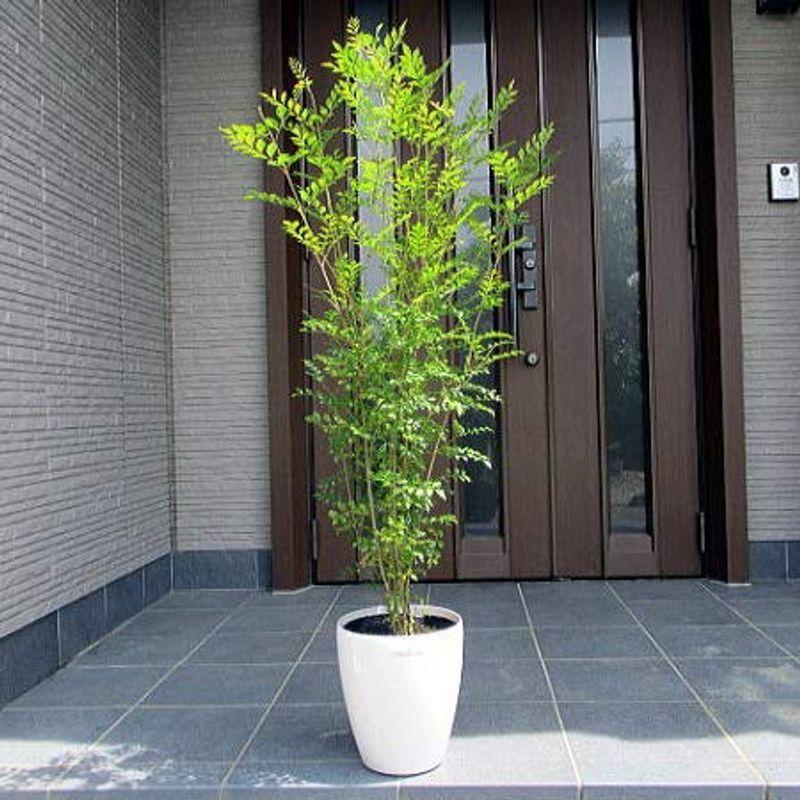 人気の雑貨がズラリ シマトネリコ 株立 7号 ラスターポット 樹高0 8m前後 鉢底から 観葉植物 庭木 植木 常緑樹 常緑高木 鉢植え Aynaelda Com