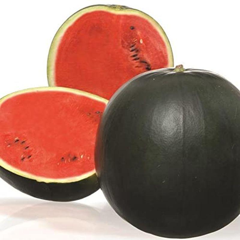 公式 スイカ苗 黒皮赤小玉スイカ 品種 なつここあ 接木苗野菜苗 9cmポット接ぎ木苗 4個セットなつここあは ウルミ果 肉質悪変化 や裂果に強く Wantannas Go Id