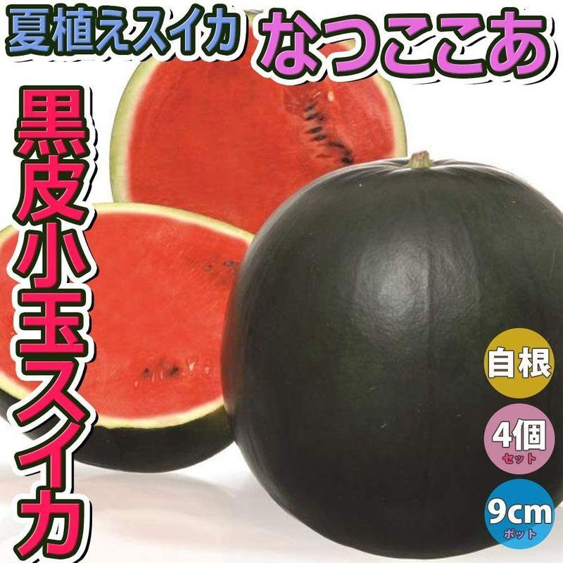 出産祝いなども豊富 スイカ苗 黒皮赤小玉スイカ 品種 なつここあ 接木苗野菜苗 9cmポット接ぎ木苗 4個セットなつここあは ウルミ果 肉質悪変化 や裂果に強く Globescoffers Com