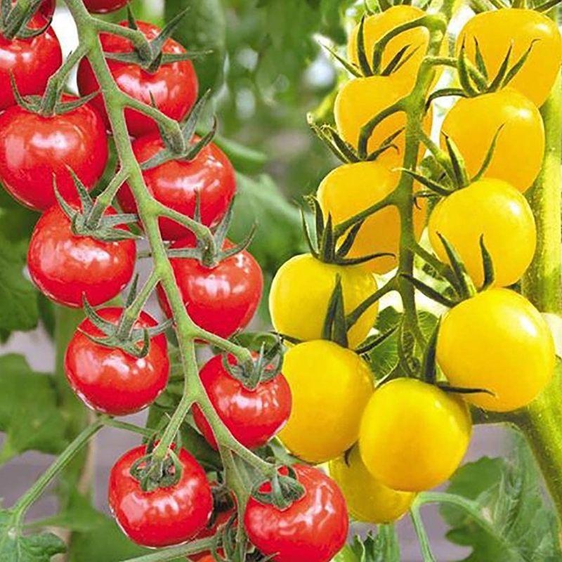 ギフト 新食感薄皮ミニトマト苗 プチぷよ 赤実 黄色実 各2個 2色セット野菜苗 10 5cmポット自根苗 赤実2個 黄色実2個 お買い得2色 合計 Web Pusatsekolah Com