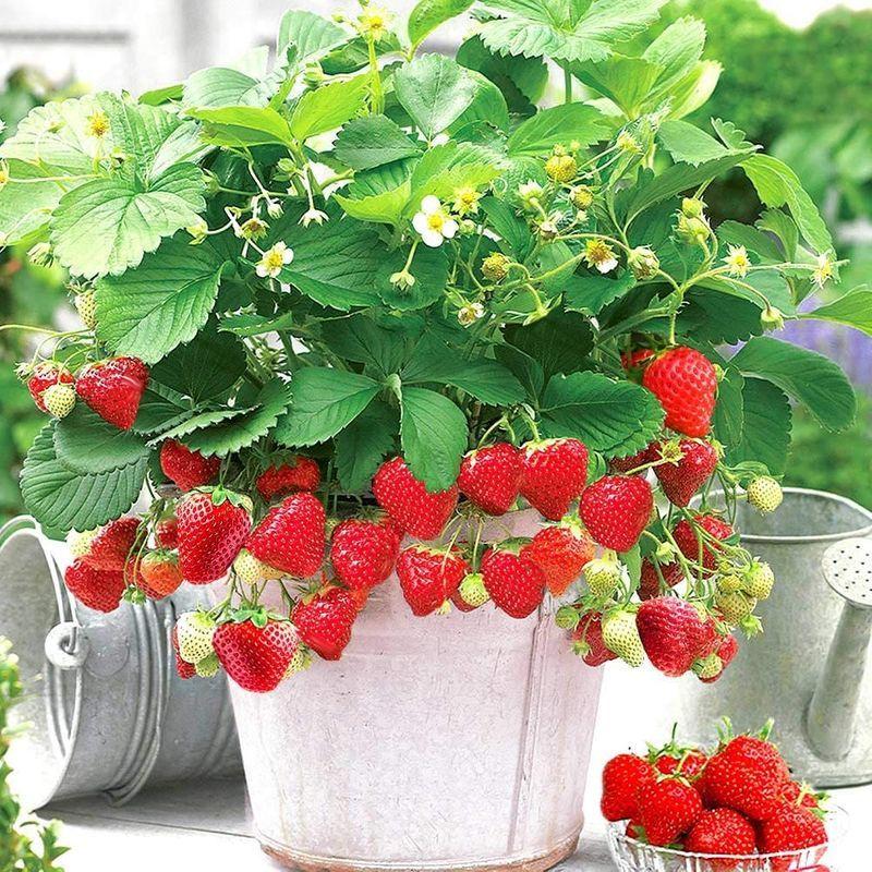 初売り すずなり大実いちごの苗野菜苗 10 5cmポット 3個セット 肥料付き四季成り性で収穫期間が長く高糖度で 家庭菜園でもしっかりとれる甘くて育 Wantannas Go Id