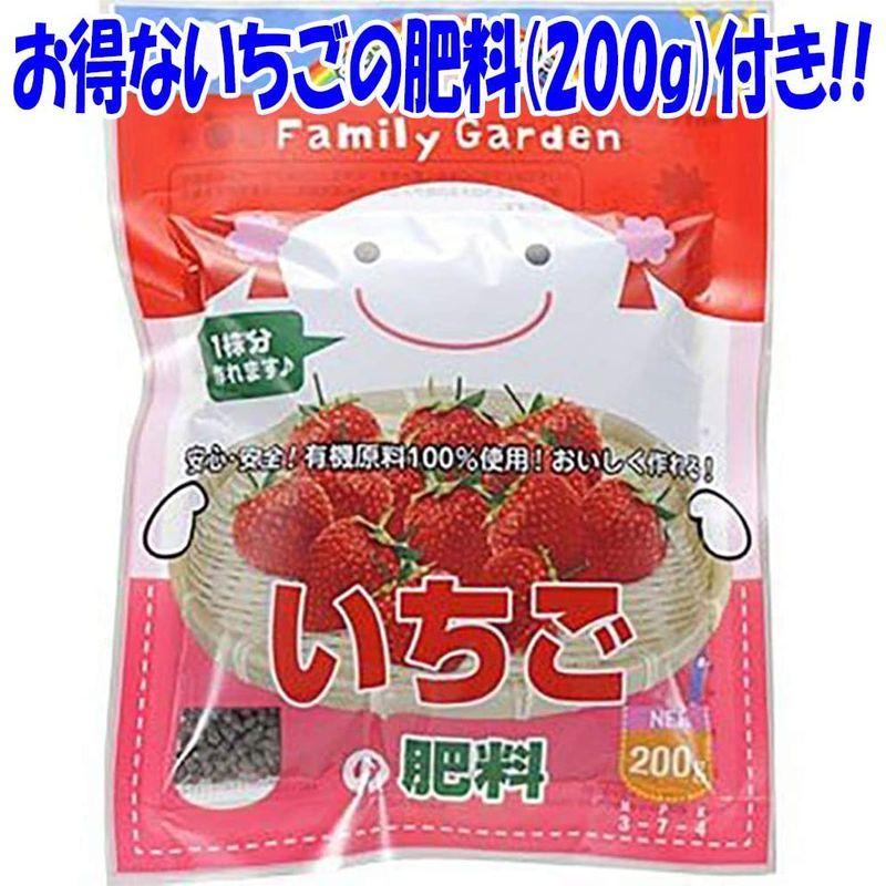 初売り すずなり大実いちごの苗野菜苗 10 5cmポット 3個セット 肥料付き四季成り性で収穫期間が長く高糖度で 家庭菜園でもしっかりとれる甘くて育 Wantannas Go Id
