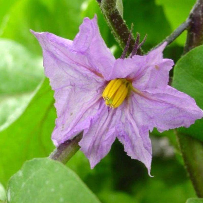 オープニング ナス苗 ロッサビアンコ イタリア品種大実丸米なす の苗野菜苗 9cmポット自根苗 4個セットとろける食感で知られる 美味しいイタリアの伝統的 Eltsunamidelasalsa Com