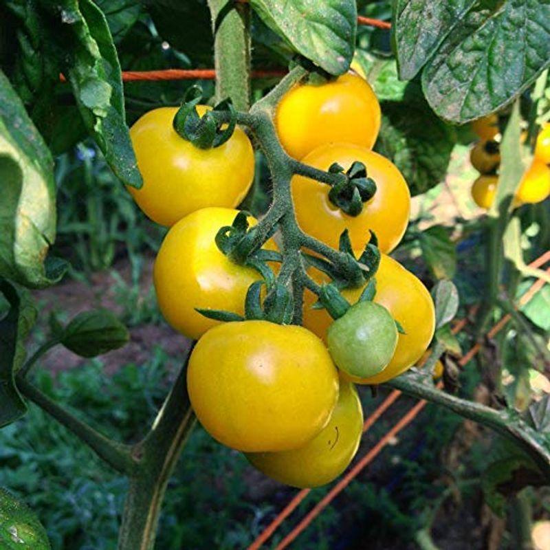最新作 新食感薄皮ミニトマト苗 プチぷよ 黄色実野菜苗 10.5cmポット自根苗 16個セット赤ちゃんのポッペのように皮がプヨプヨに柔らかい 新食感 spurs.sc 最新作 新食感薄皮ミニトマト苗 プチぷよ 黄色実野菜苗 10.5cmポット自根苗 16個セット赤ちゃんのポッペのように皮がプヨプヨに柔らかい 新食感 spurs.sc