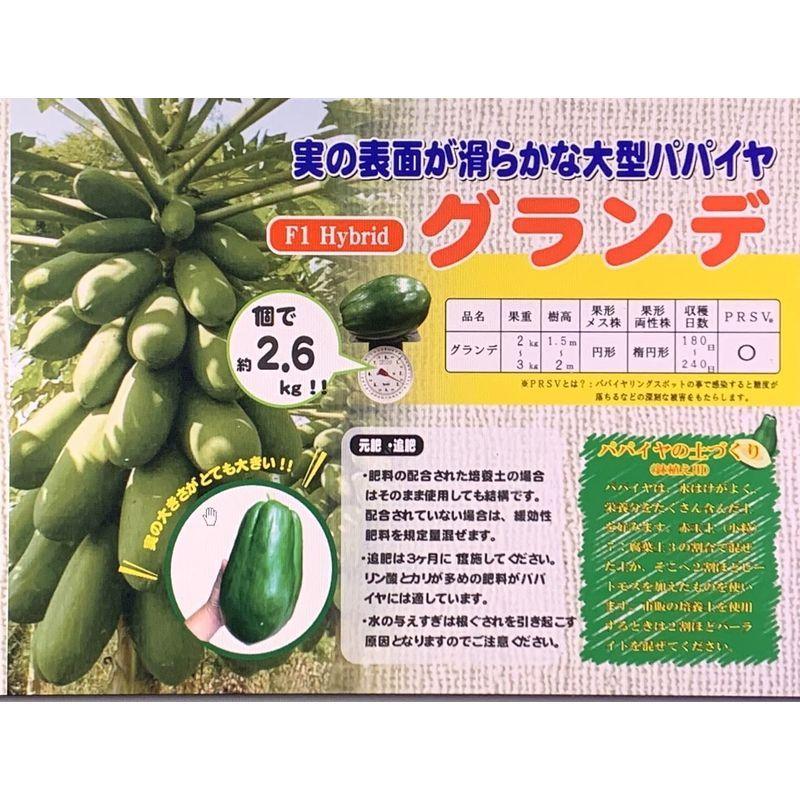 わかば種苗店 青パパイヤ 苗 グランデ 10 5cm深規格 2本 本店