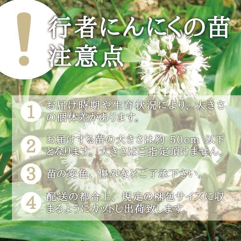 訳あり 22年度西根の森 山菜 行者にんにくの苗 ポッド苗 行者にんにく 行者ニンニク 苗 苗木 栽培 ガイド付き 6本 Maderaskopruch Com Ar