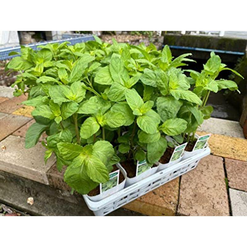 オーダー受付中 虫よけ効果もある ハーブ苗 日本のミント ハッカホクト 100個セット 3 5号ポット F10 5 契約農場 ミント 家庭菜園 ハーブ オーダー受付中 花 ガーデニング 苗木 植木 Lichr Ee