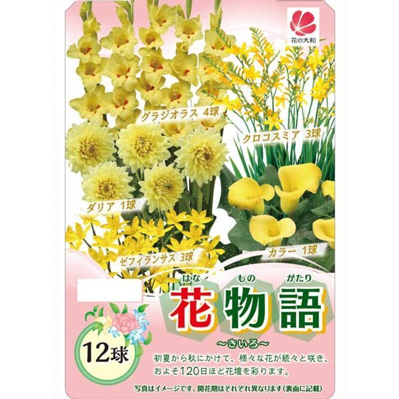 日本正規品 花物語 春 きいろ 12球セット春植え球根の詰め合わせ Arizonavmlc Org