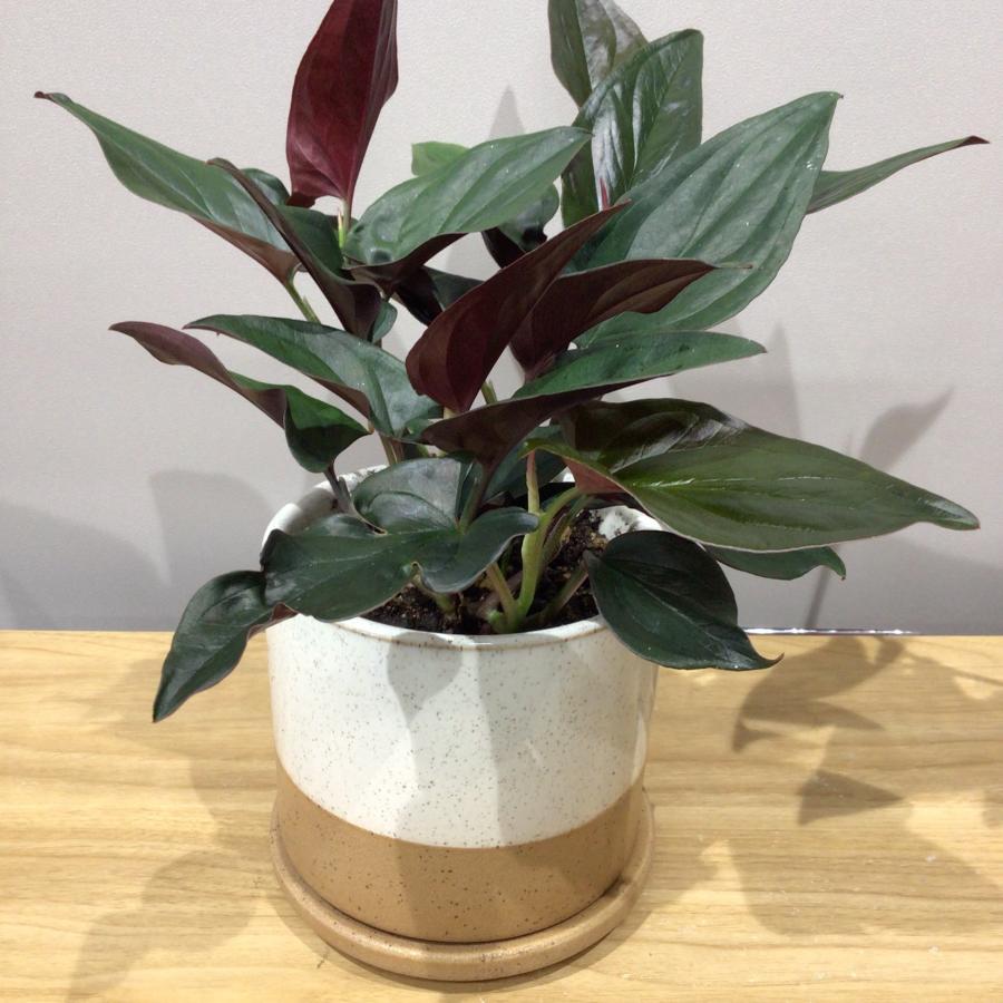 シンゴニウム チョコレート 観葉植物 珍しい 陶器の鉢植え おしゃれ