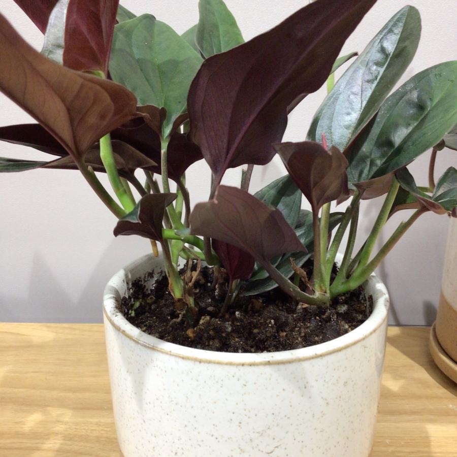 シンゴニウム チョコレート 観葉植物 珍しい 陶器の鉢植え おしゃれ