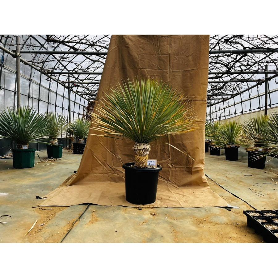 大株　ユッカロストラータ　【耐寒性/ドライガーデン/ロックガーデン 】84 送料込】迫力の高さで圧倒 ユッカ ロストラータ 極耐寒性 ドライ