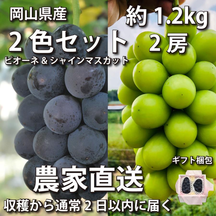 【ギフト梱包】ぶどう2色セット1.2kg ピオーネ&シャインマスカット 2房【2023年産予約・発送9月下旬~】岡山県産(葡萄 ブドウ) | 