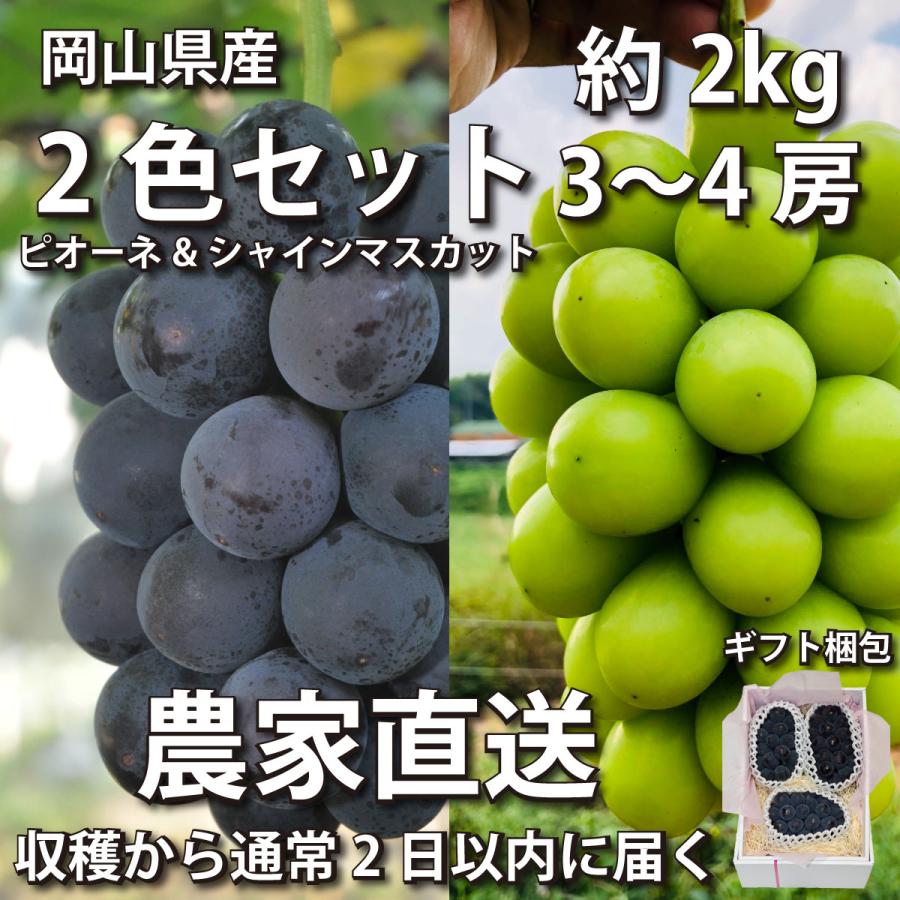 ぶどう2色セット 2kg ピオーネ&シャインマスカット 3~4房【2024年産予約・発送9月下旬~】岡山県産(葡萄 ブドウ) | 