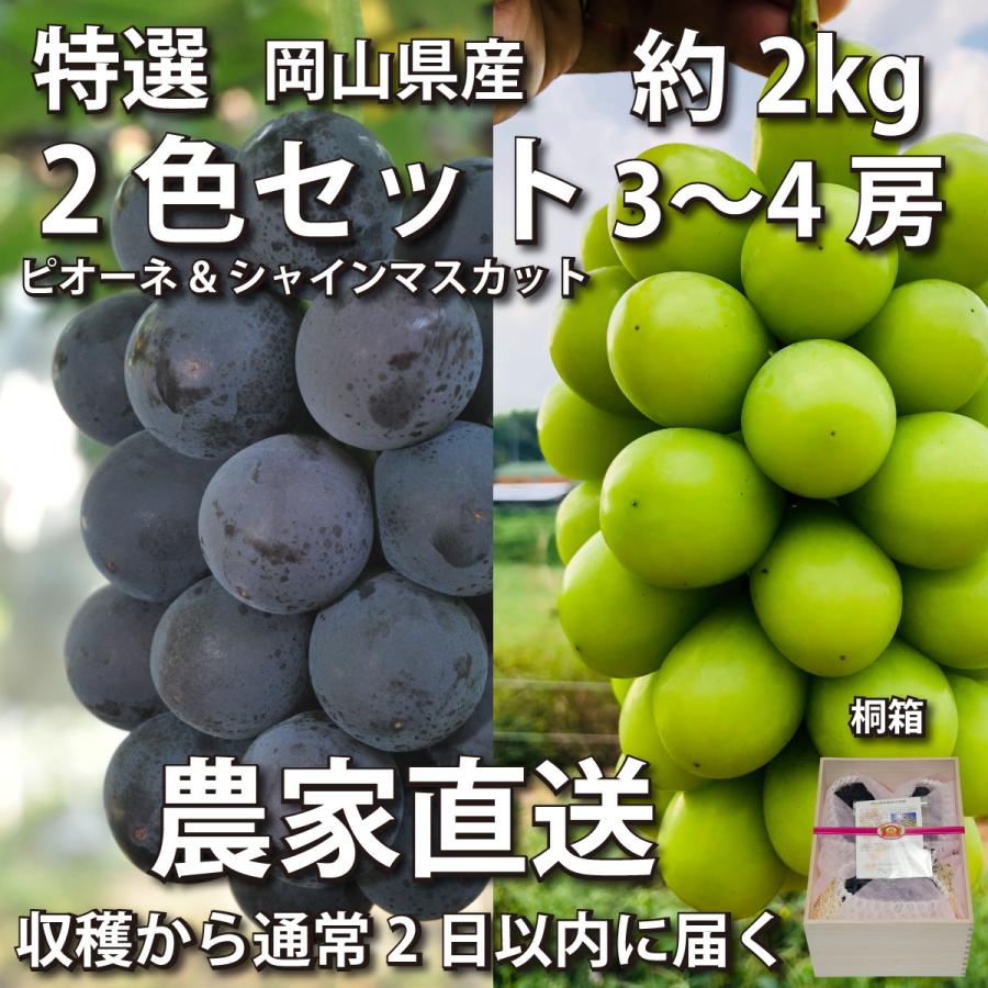 【特選・桐箱】ぶどう2色セット 2kg ピオーネ&シャインマスカット 3~4房【2024年産予約・発送9月下旬~】岡山県産(葡萄 ブドウ) | 