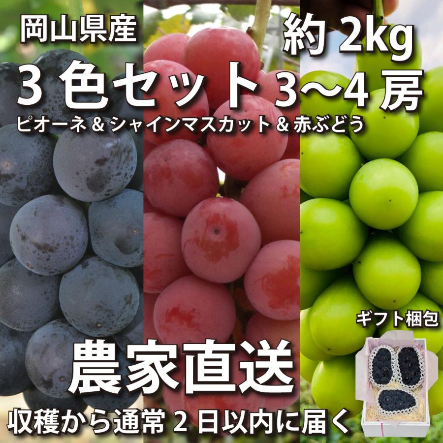 【ギフト梱包】ぶどう3色セット2kg ピオーネ&シャインマスカット&赤ぶどう3~4房【2023年産予約発送9月下旬~】岡山県産ブドウ | 