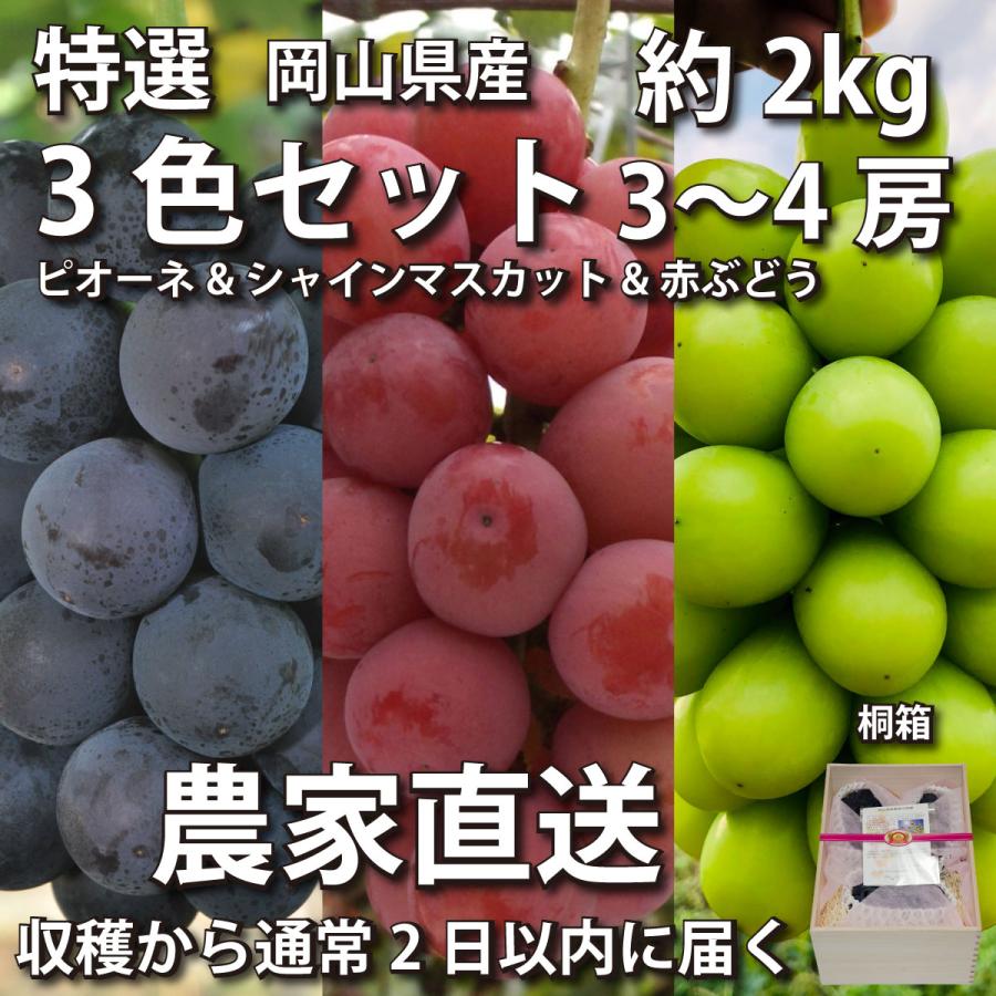 【特選・桐箱】ぶどう3色セット2kg ピオーネ&シャインマスカット&赤ぶどう3~4房【2024年産予約発送9月下旬~】岡山県産ブドウ | 