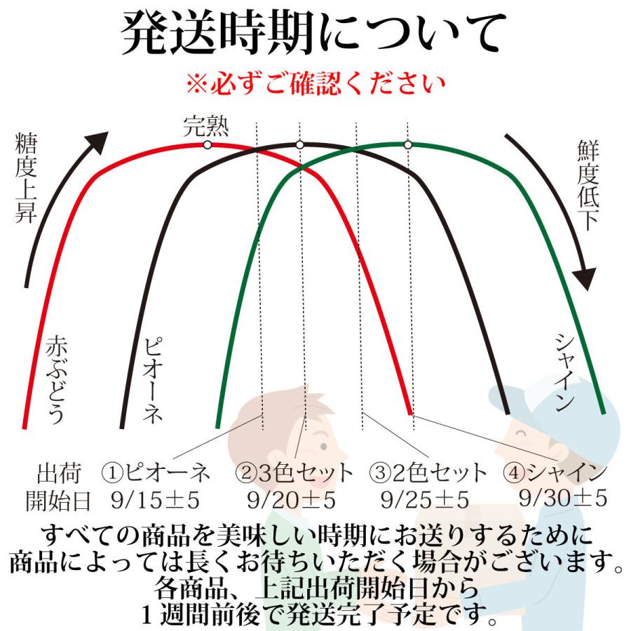 【特選・桐箱】ぶどう3色セット2kg ピオーネ&シャインマスカット&赤ぶどう3~4房【2024年産予約発送9月下旬~】岡山県産ブドウ |  | 01