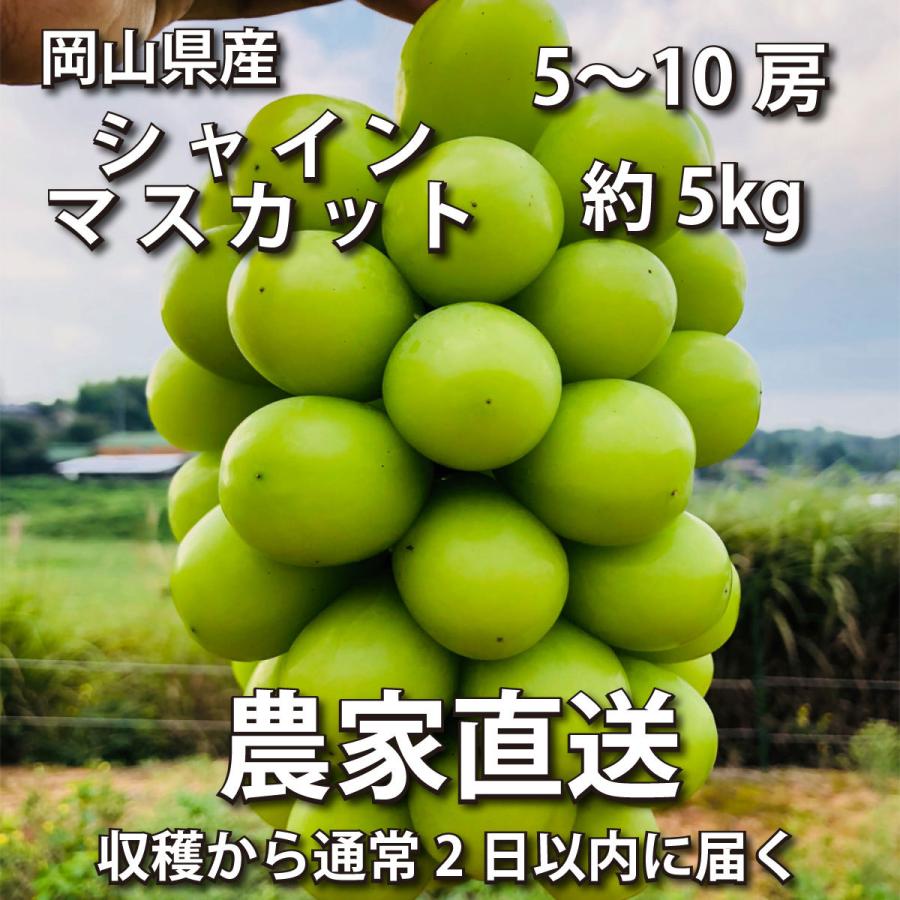 シャインマスカット 約5kg 5~10房【2024年産予約・発送9月末~】岡山県産ぶどう皮ごと(葡萄 ブドウ)｜budoubatake