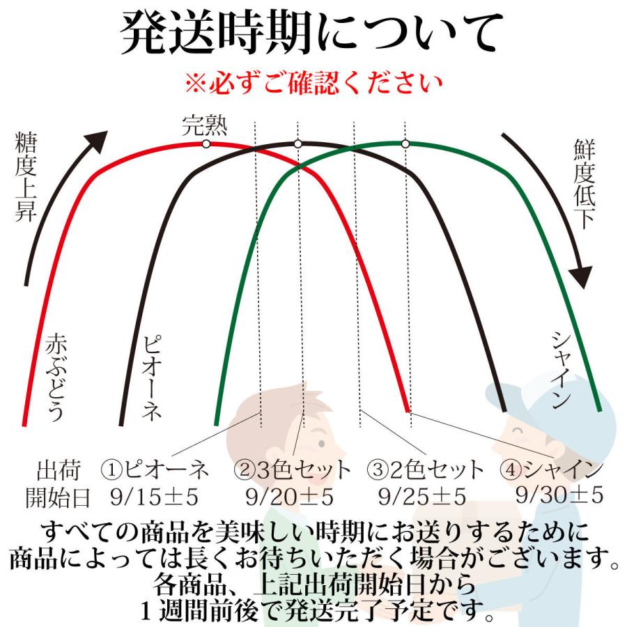 シャインマスカット 約5kg 5~10房【2024年産予約・発送9月末~】岡山県産ぶどう皮ごと(葡萄 ブドウ) |  | 01