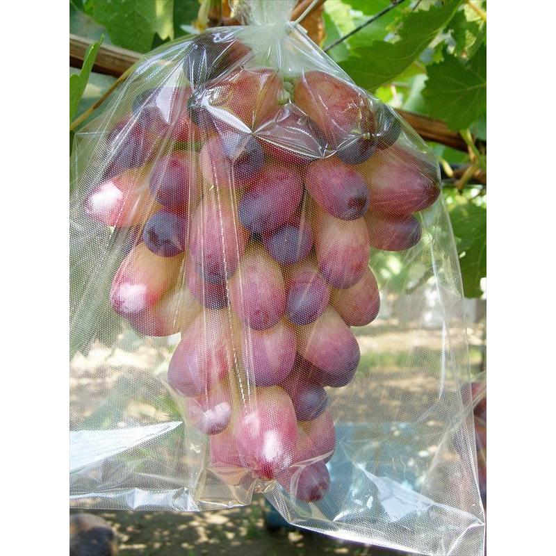 BIKOO-M 中 (200×300) サイズ （農産物保護用袋） 1000枚入/箱 : 葡萄