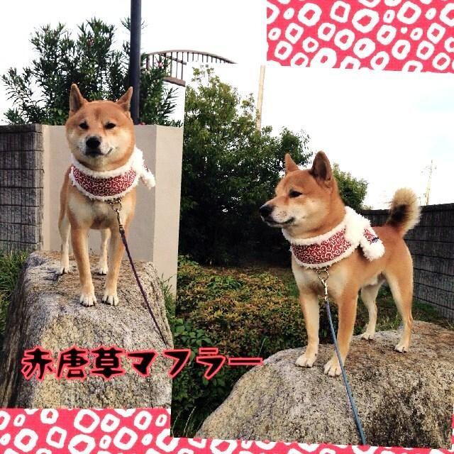 木製馬の彫刻 約60cm 赤い首輪付き 木彫りの馬群 | 赤富士