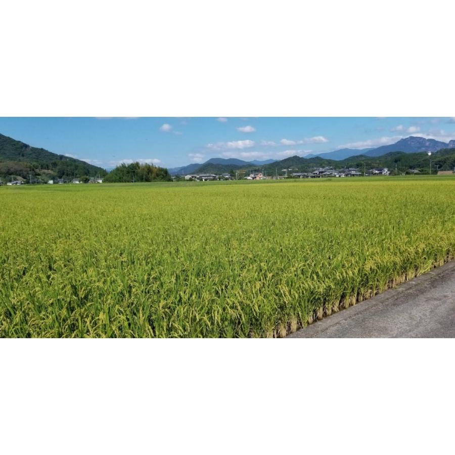 令和7年産 特別栽培米 5kg送料無料(一部地域外）宮崎県産 おてんと
