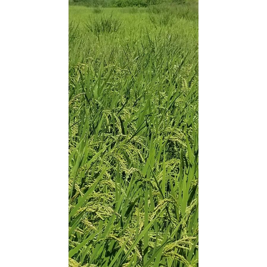 令和6年産 特別栽培米 5kg送料無料(一部地域外）宮崎県産 おてん