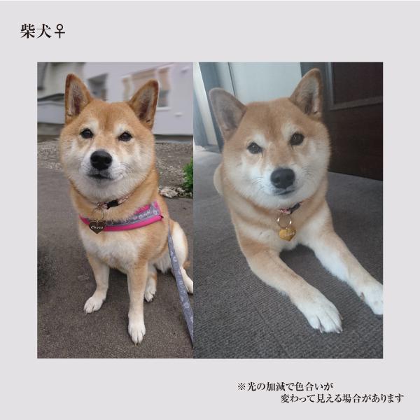 迷子札 ハート型 アルミ製 ネームプレート 名札 小型犬 猫にもオススメ |  | 11