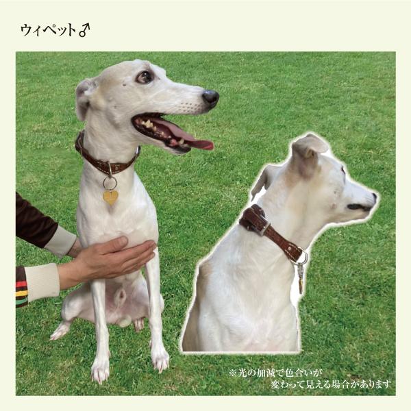 迷子札 ハート型 アルミ製 ネームプレート 名札 小型犬 猫にもオススメ |  | 05