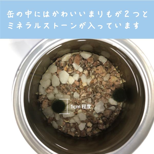 まりも 缶詰 北海道産 養殖 アクアリウム 水道水で育てる 北海道土産 |  | 01