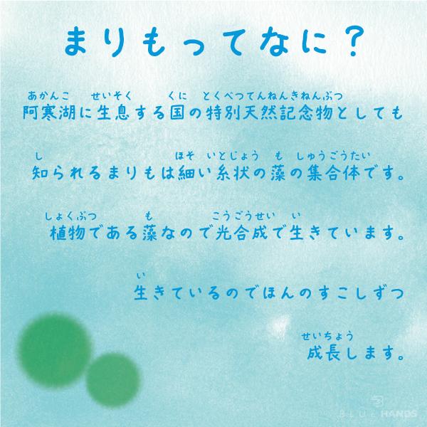 まりも 缶詰 北海道産 養殖 アクアリウム 水道水で育てる 北海道土産 |  | 02