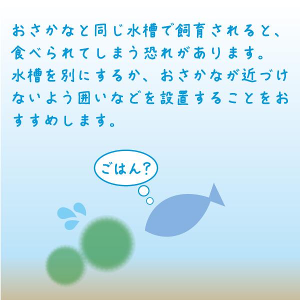 まりも 缶詰 北海道産 養殖 アクアリウム 水道水で育てる 北海道土産 |  | 04