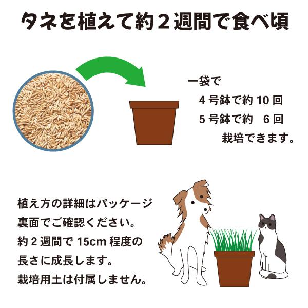猫草 犬と猫が好きな草のタネ ２袋セット 毛玉対策 ペットグラス ねこ草 種 | エイムクリエイツ | 03