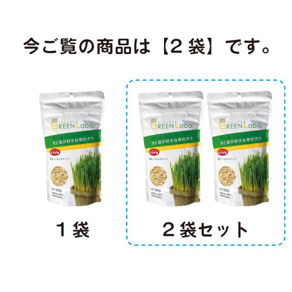 数量は多い数量は多い猫草 犬と猫が好きな草のタネ 2袋セット 毛玉対策 ペットグラス ねこ草 種 キャットフード 猫草スナック まぐろ味 3個セット