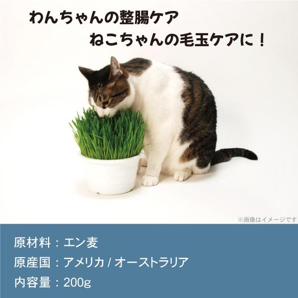 猫草 犬と猫が好きな草のタネ ペットグラス エン麦 200g ねこ草 種 | エイムクリエイツ | 01