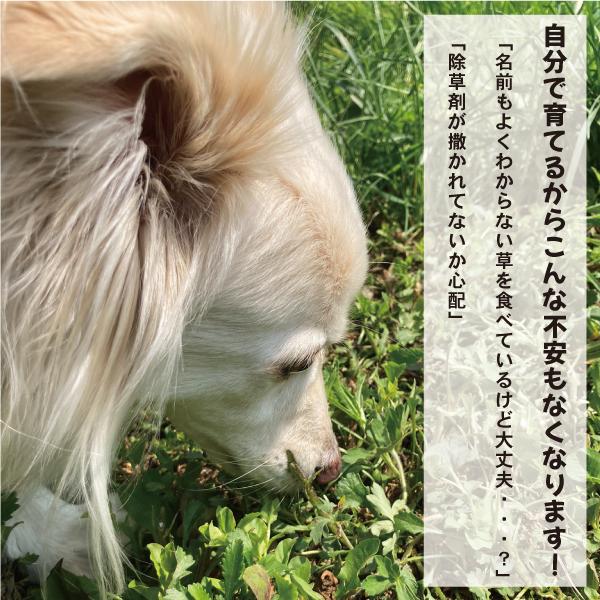 猫草 犬と猫が好きな草のタネ ペットグラス エン麦 200g ねこ草 種 | エイムクリエイツ | 02