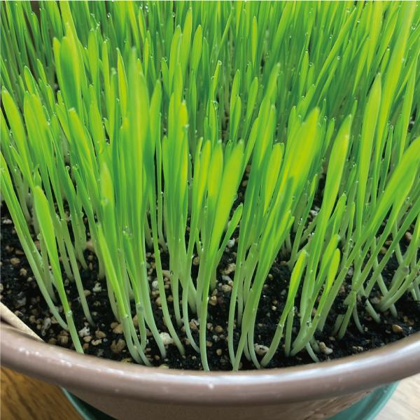 猫草 犬と猫が好きな草のタネ ペットグラス エン麦 200g ねこ草 種 | エイムクリエイツ | 04