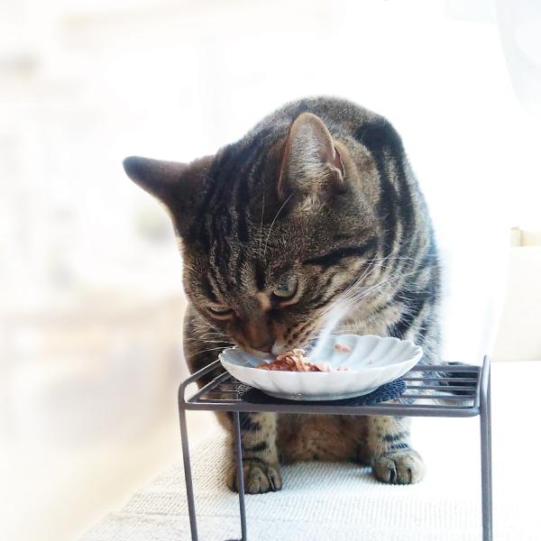 猫 福袋 詰め合わせ 大 無添加 おやつ たま伝 フリーズドライ ササミ 猫草 種 タネ バッグ |  | 06