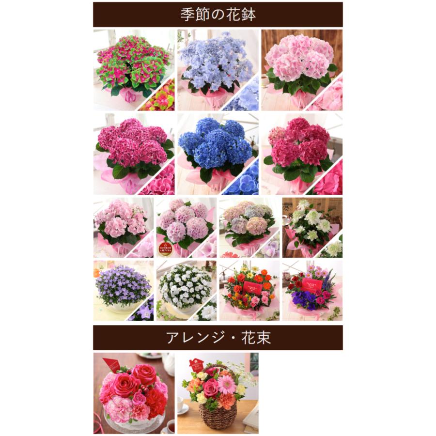 遅れてごめんね 9 21以降のお届け 敬老の日 プレゼント ギフト 花 スイーツ 和菓子 セット フラワー アレンジメント 花鉢 イベントギフトb 21 Event 003 Bunbun Bee 通販 Yahoo ショッピング