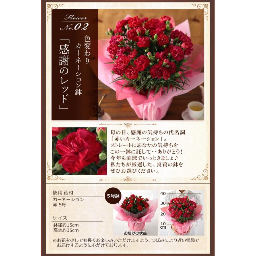 母の日 21 花 ギフト プレゼント 花とスイーツ セット 鉢植え アジサイ クレマチス 虎屋本舗 キハチ イベントギフトd Event 004 Bunbun Bee 通販 Yahoo ショッピング
