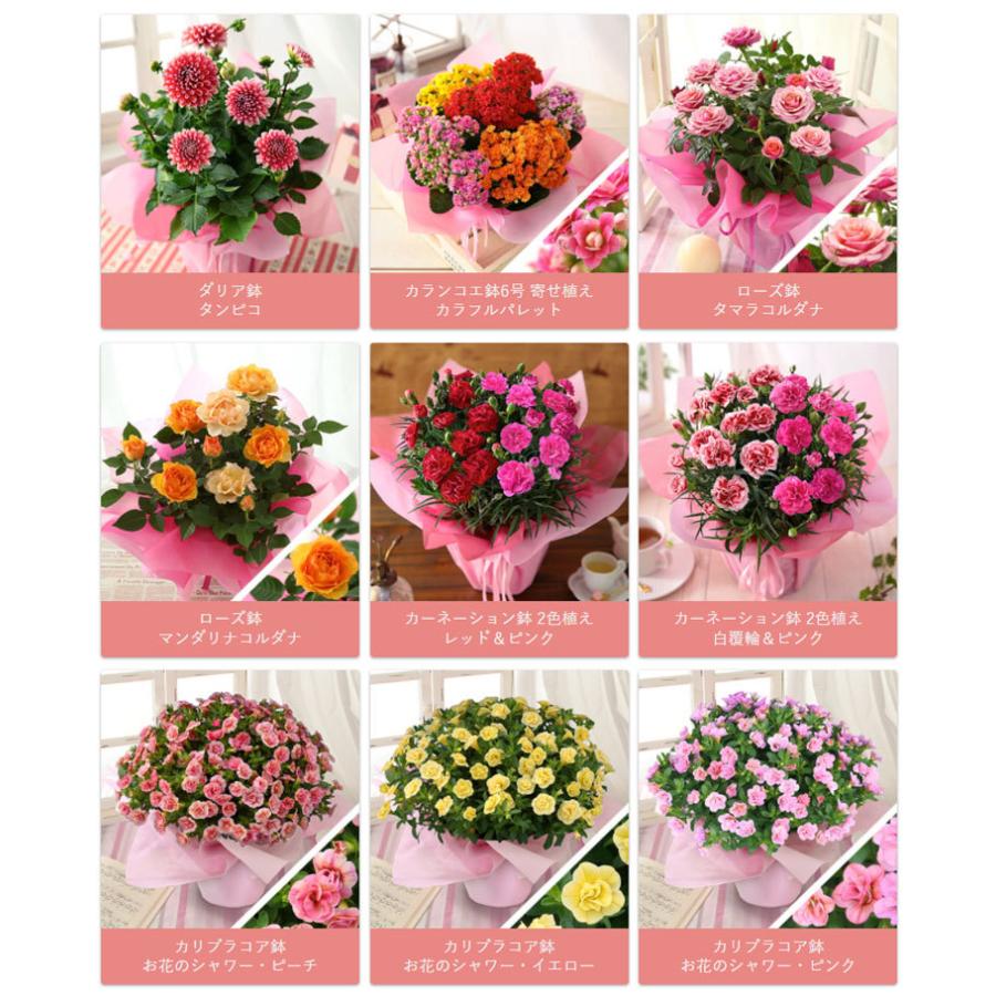 母の日 22 ギフト 花 プレゼント 鉢植え ダリア バラ カーネーション カリブラコア カランコエ 寄せ植え イベントギフトe Event 005 Bunbun Bee 通販 Yahoo ショッピング