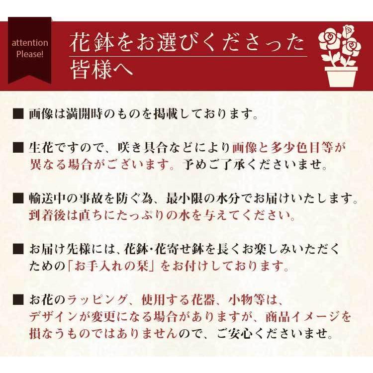 母の日 22 ギフト 花 プレゼント 鉢植え ダリア バラ カーネーション カリブラコア カランコエ 寄せ植え イベントギフトe Event 005 Bunbun Bee 通販 Yahoo ショッピング