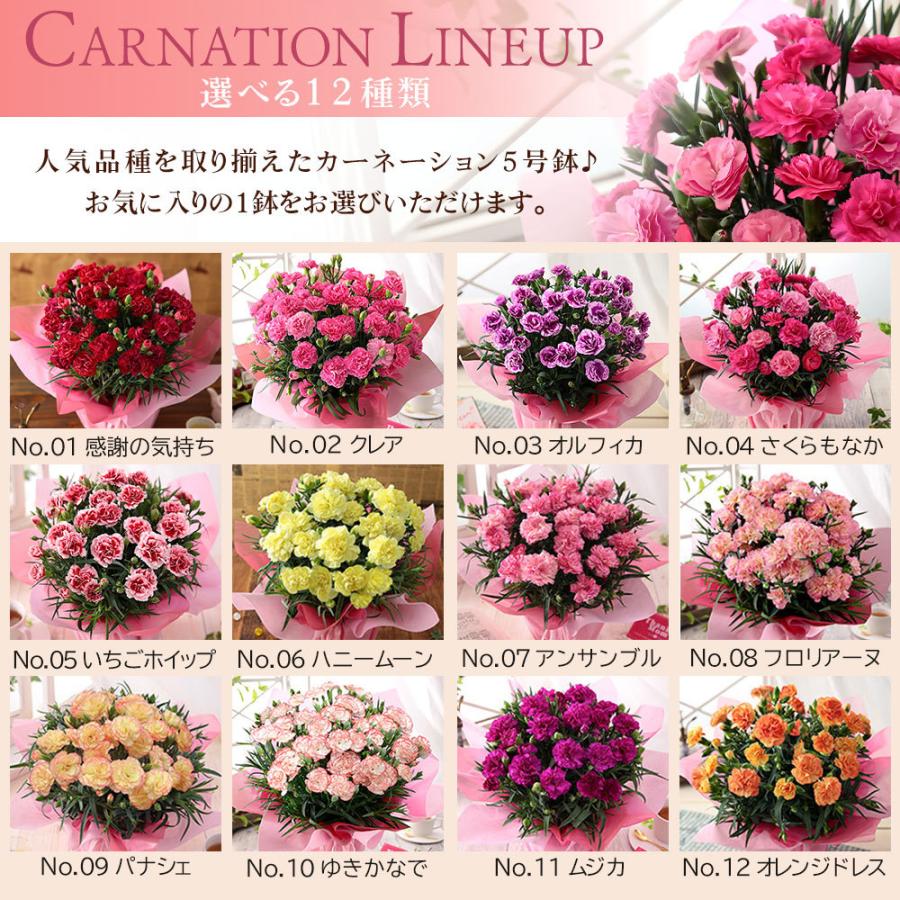 早割実施中 母の日 22 花 ギフト プレゼント 鉢植え カーネーション 5号鉢 花鉢 選べる12種類 定番 特典 ポーチ マスクケース おまけ付き イベントギフトf Event 006 Bunbun Bee 通販 Yahoo ショッピング