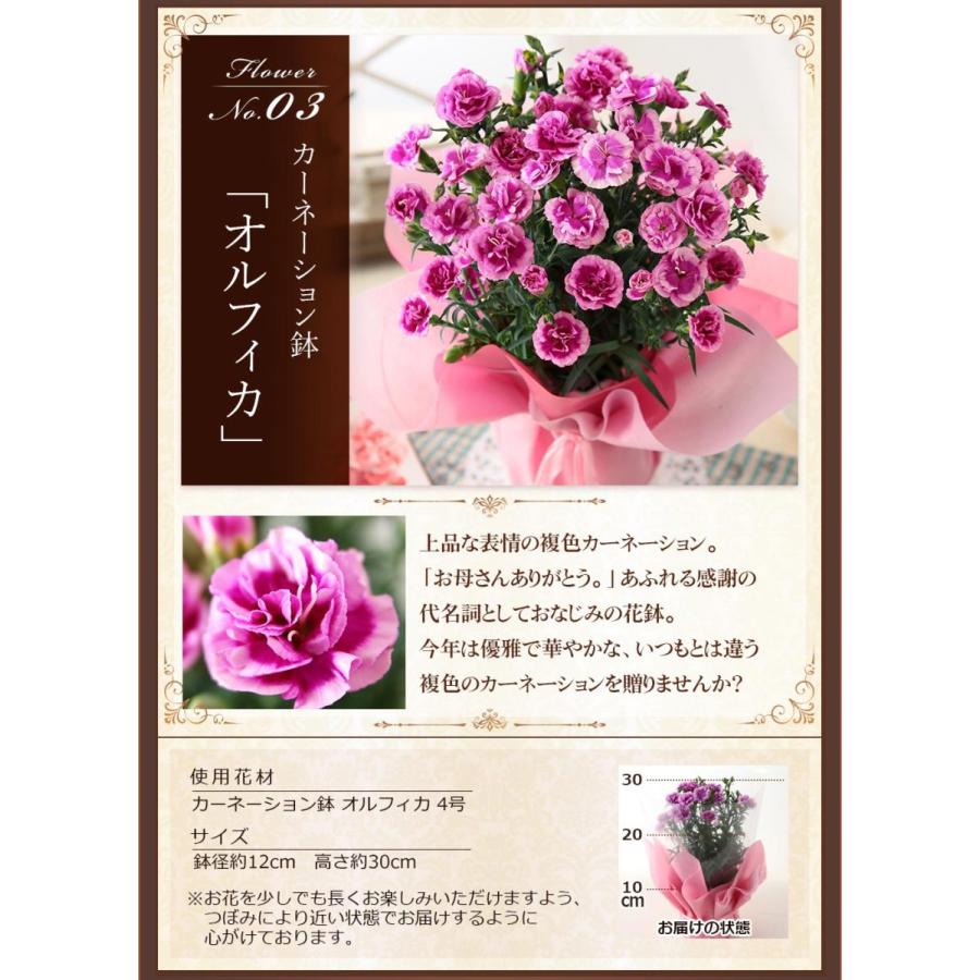 母の日 21 花 ギフト プレゼント 4 25 23時59分まで早割実施中 花とスイーツ セット 鉢植 カーネーション ダリア 虎屋本舗 文明堂 キハチ イベントギフトg Event 007 Bunbun Bee 通販 Yahoo ショッピング