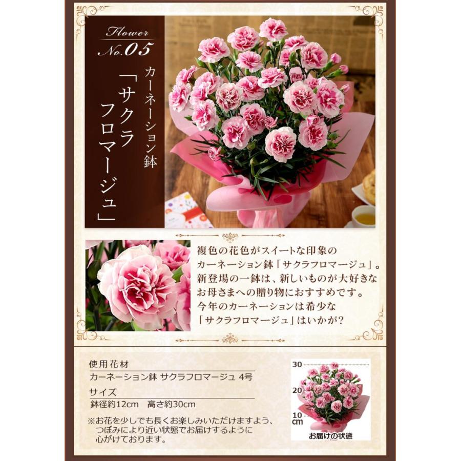 母の日 22 ギフト 花 プレゼント 花とスイーツ セット 鉢植え カーネーション 虎屋本舗 文明堂 コロンバン イベントギフトg Event 007 Bunbun Bee 通販 Yahoo ショッピング