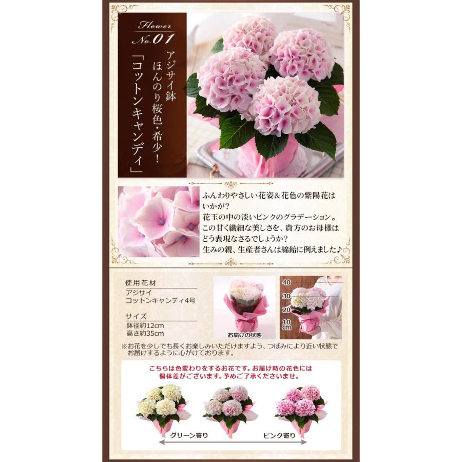 母の日 22 ギフト 花 プレゼント 花とスイーツ セット 鉢植え アジサイ バラ 虎屋本舗 パティスリー キハチ 文明堂 京寿楽庵 イベントギフトl Event 012 Bunbun Bee 通販 Yahoo ショッピング