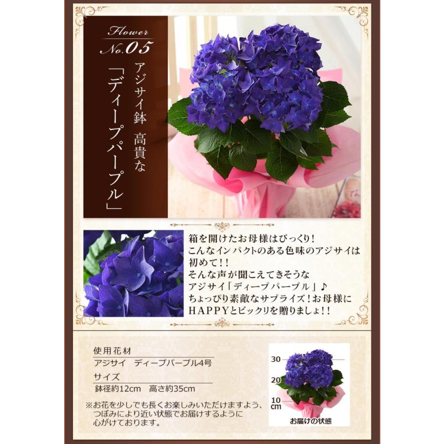 母の日 22 ギフト 花 プレゼント 花とスイーツ セット 鉢植え アジサイ バラ 虎屋本舗 パティスリー キハチ 文明堂 京寿楽庵 イベントギフトl Event 012 Bunbun Bee 通販 Yahoo ショッピング